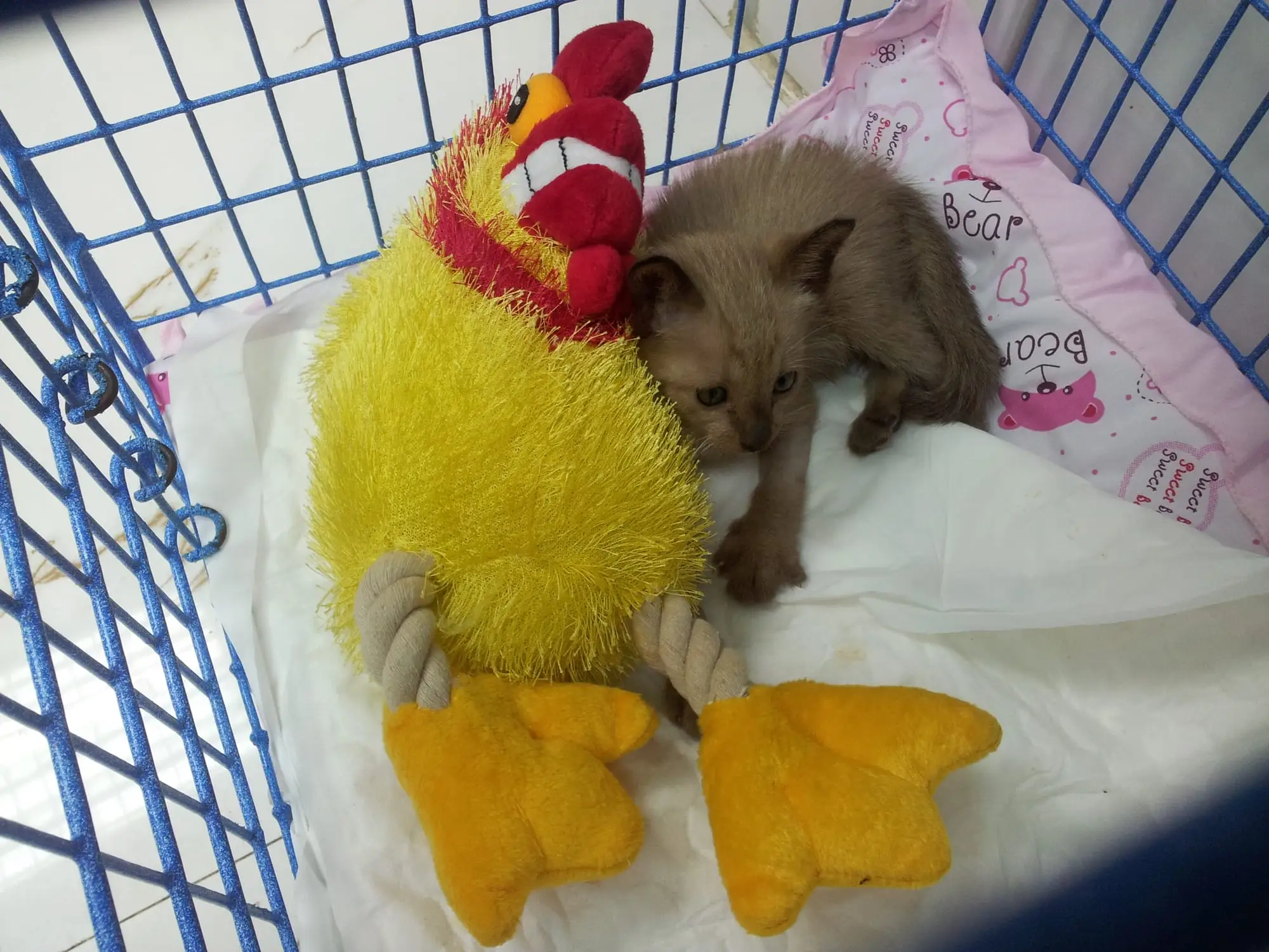 Lucky as a kitten with a stuffed toy
