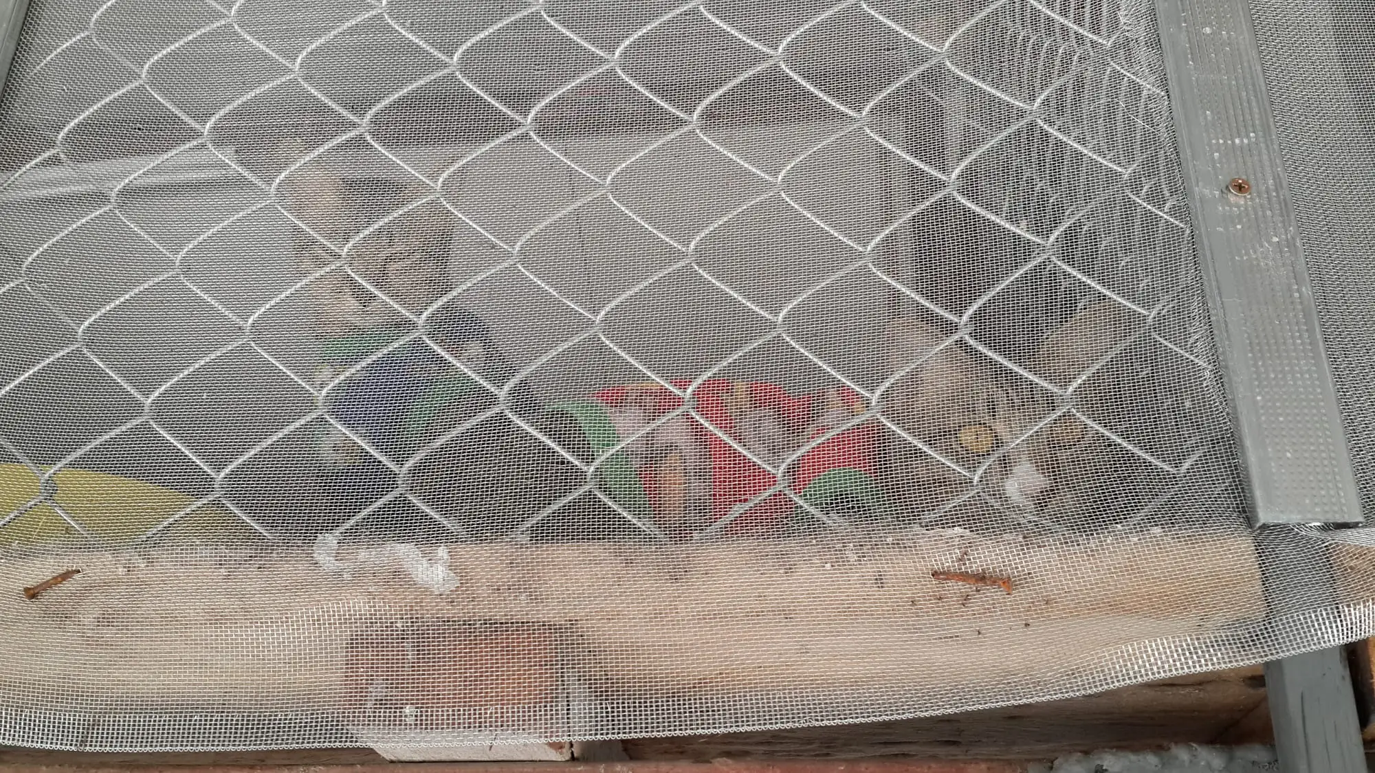 Inside the carport cage