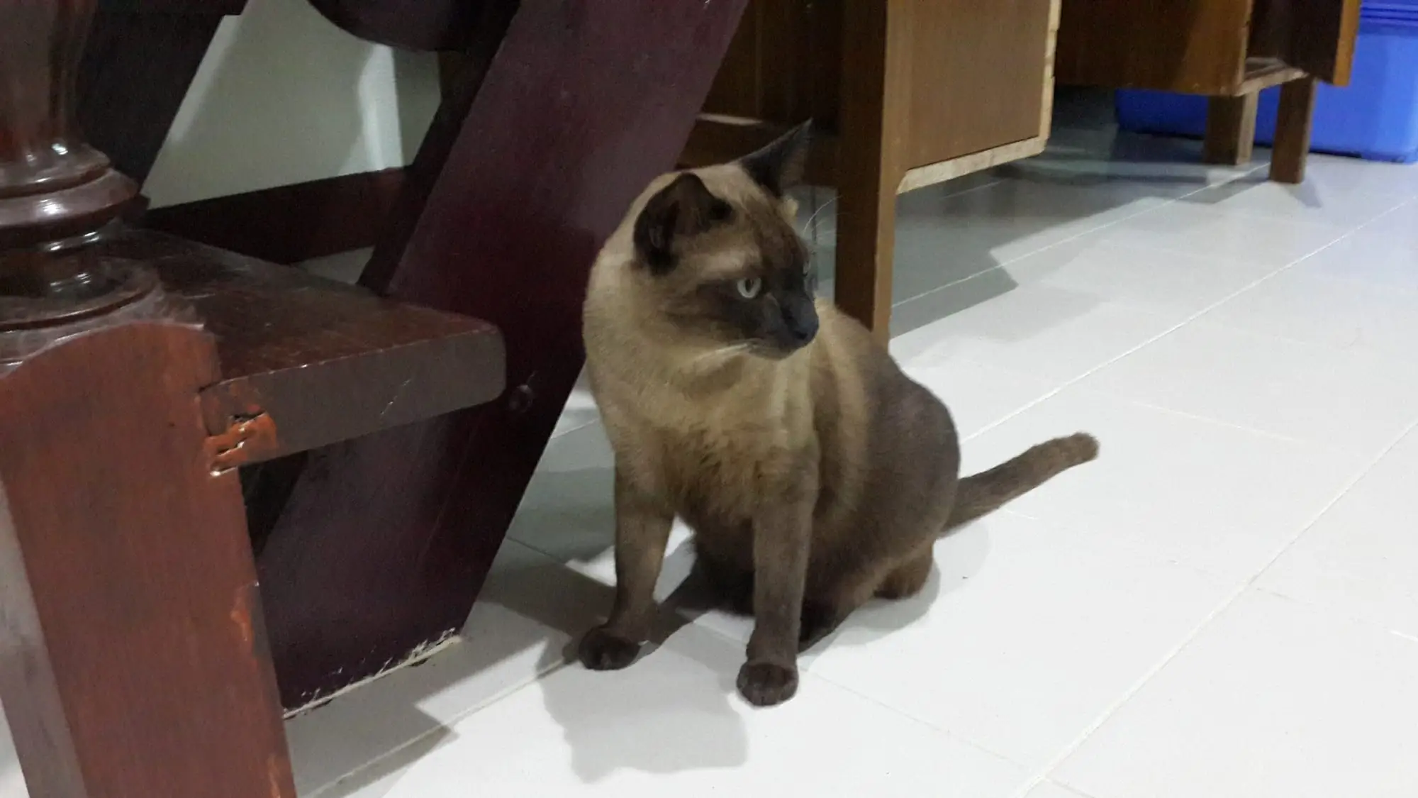 Lucky in November 2016