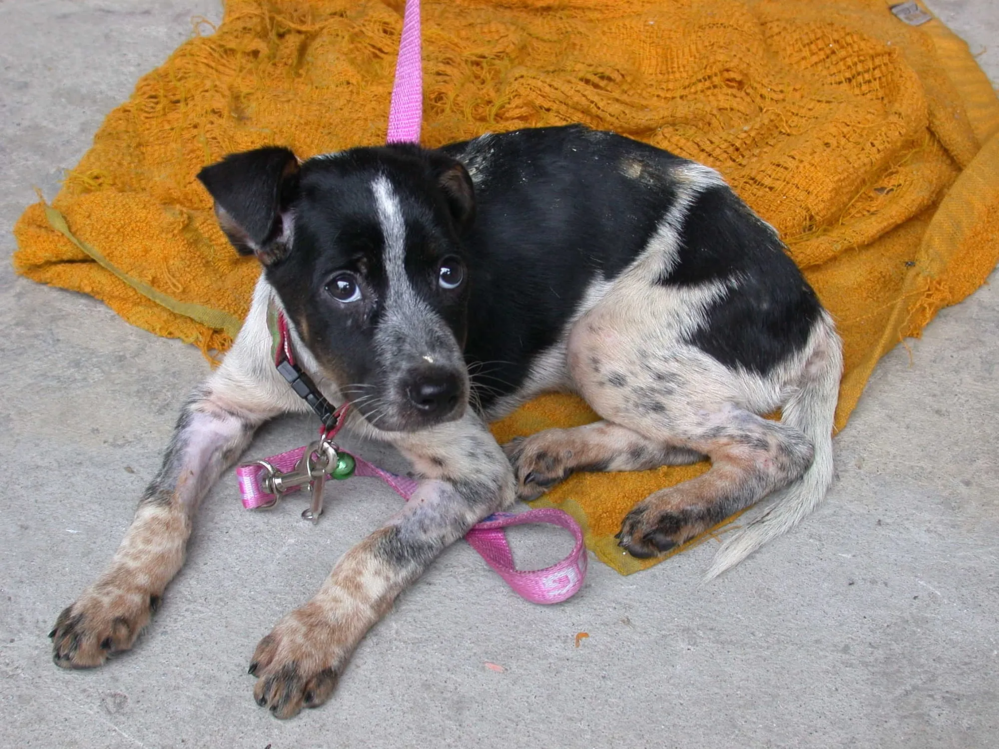 One of the kennel dogs resting on a blanket