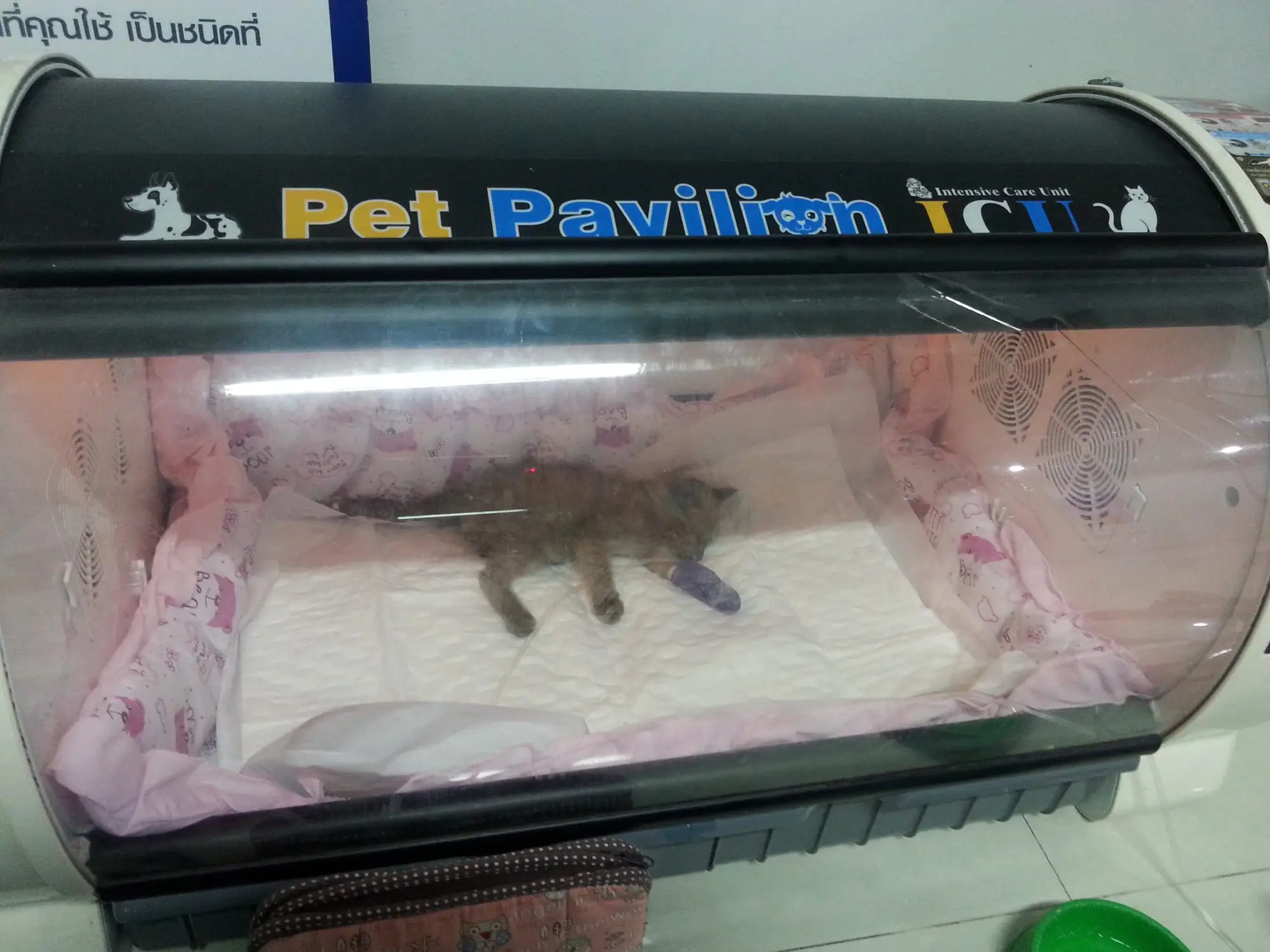 Lucky in the Pet Pavilion ICU