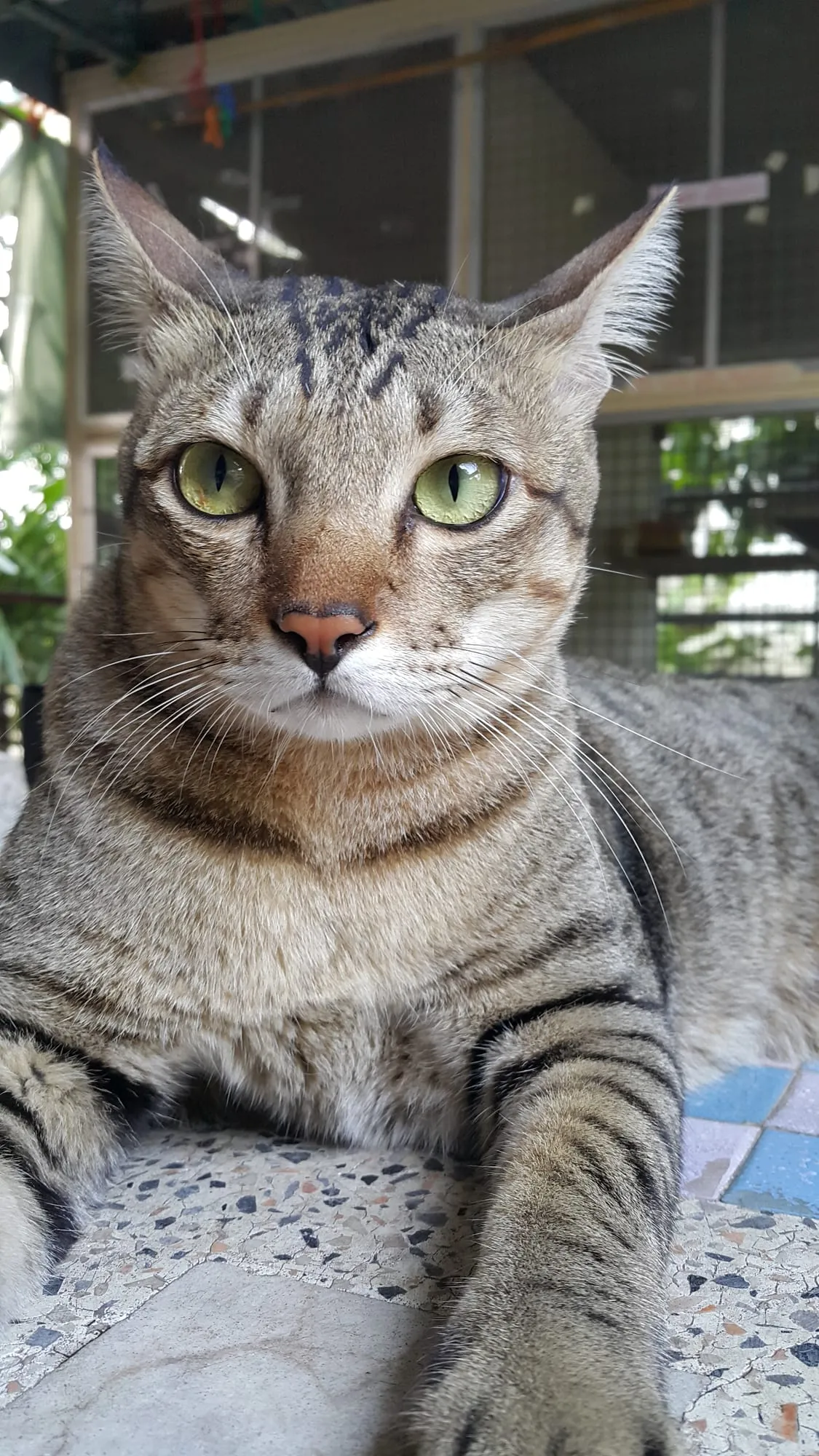 Tiger, years after his rescue from a Bangkok parking lot